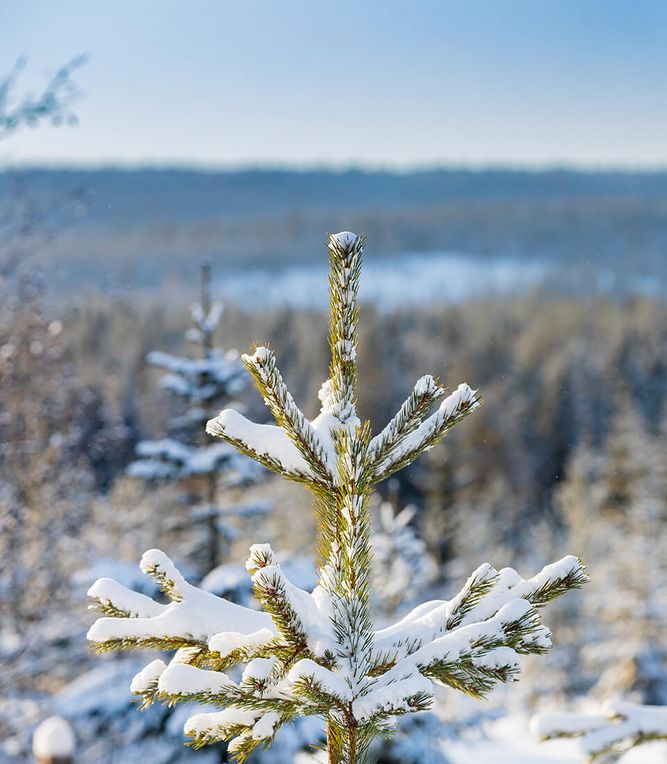 A pine tree covered in snow in a forest.